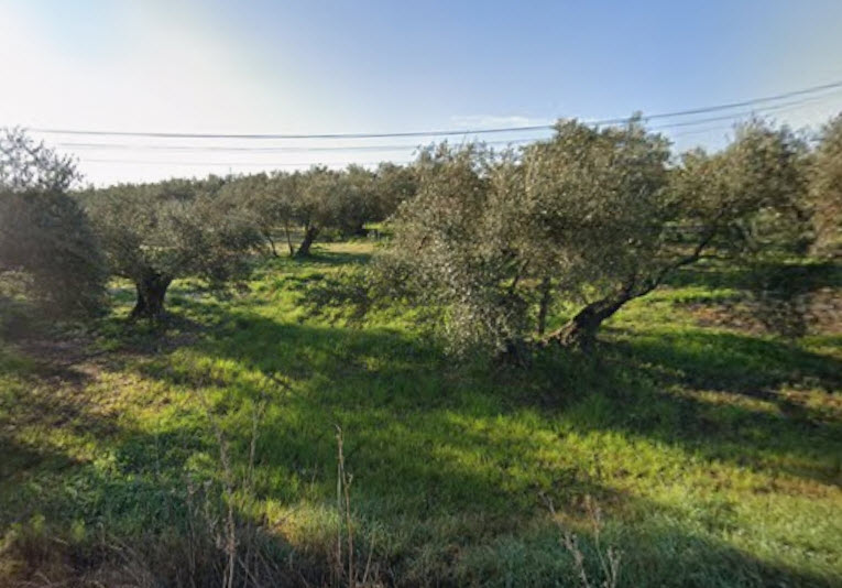 Tasación Finca Rústica con Árboles Ibiza